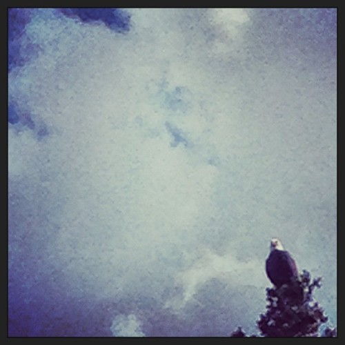 #BaldEagle #BigSky #montana (at Yellowstone Mountain Club)