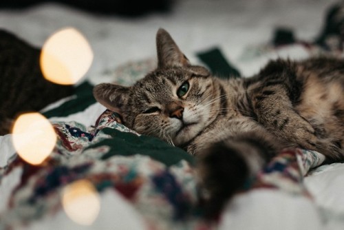 boschintegral:meljammin:twinkle twinkle little cat, how i...