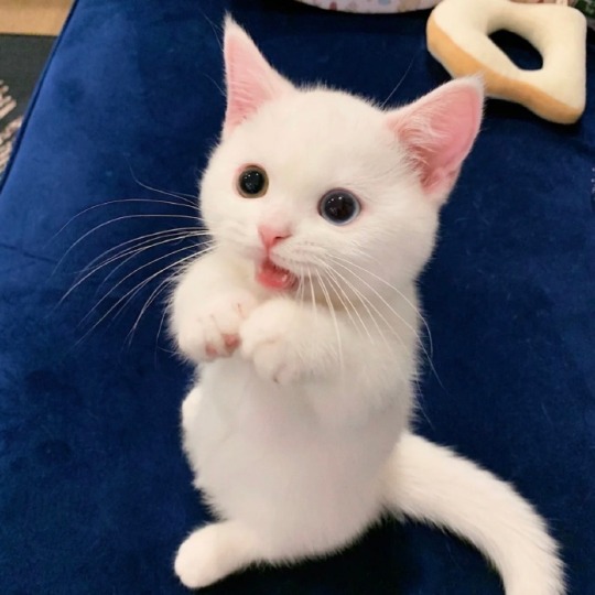 My God, this cat is so cute. It melted my heart.