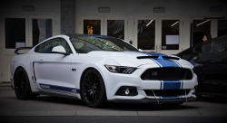 @Mustang Fanatic