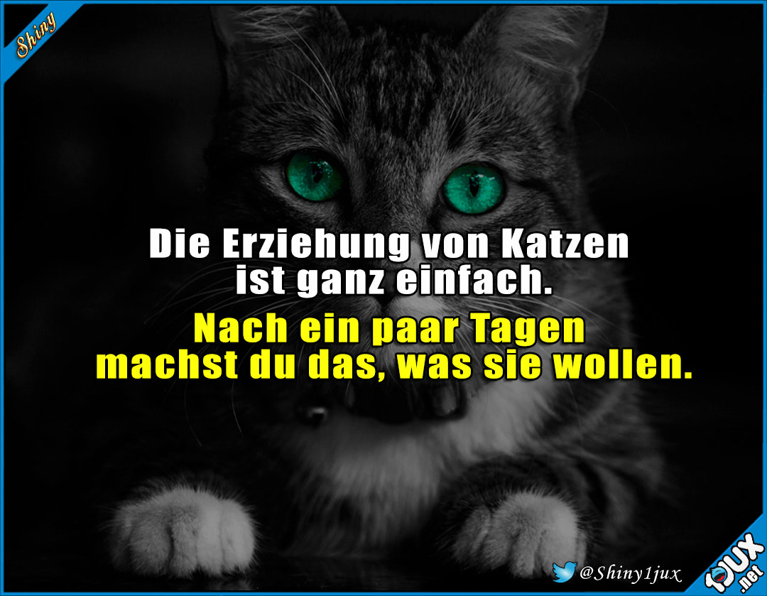 Lustige Katzen Bilder Mit Sprüchen Katzenbilder 2019 12 08