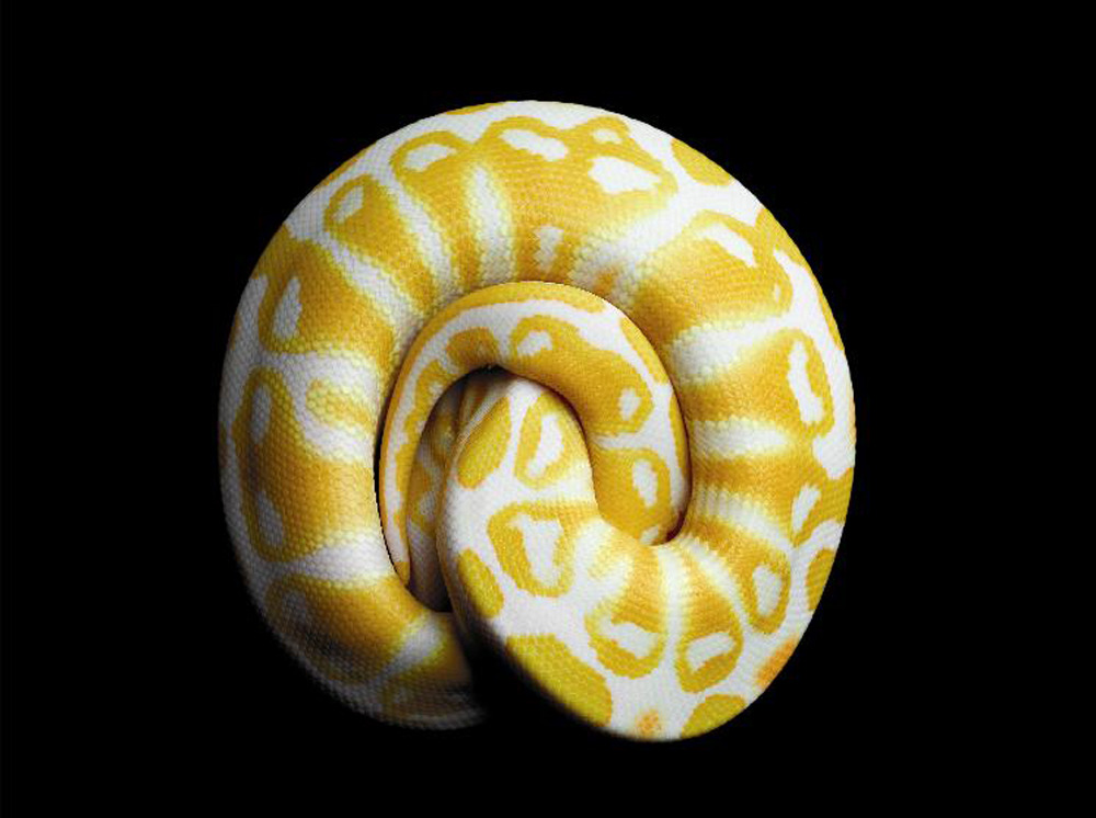 Mark Laita (American, b. 1960, Detroit, MI, USA, based Los Angeles, CA, USA) - Albino Black Pastel Ball Python (Python Regius) Photography