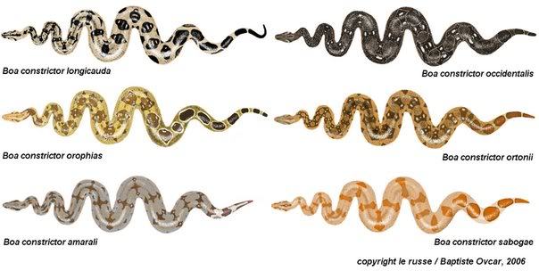 Reptile Facts - Crispysnakes: Boa Constrictor Subspecies And...