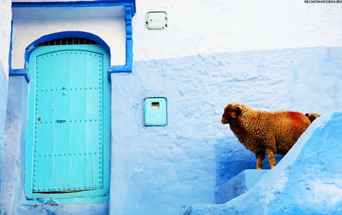 salahmah:Chefchaouen, a small town in northern Morocco, has a...