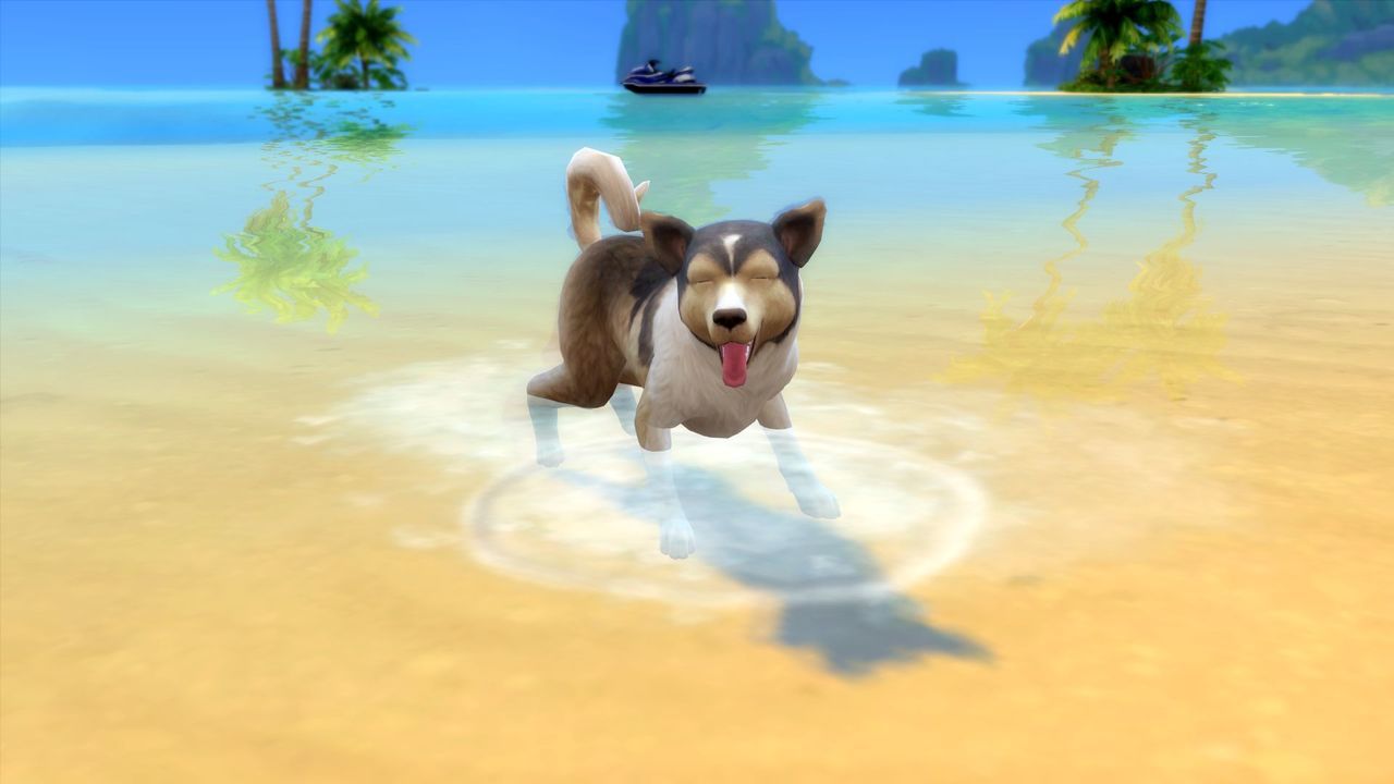 should dogs swim in the ocean