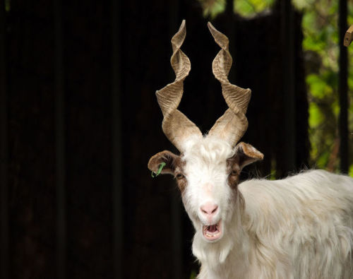 ainawgsd:The Girgentana is a breed of domestic goat...