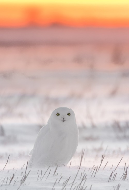 a-sydney:Snowy Owl At Sunrise byGreg Ness