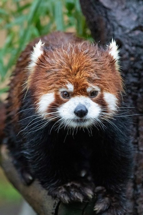 sdzoo:The Chinese name for the red panda is “hun-ho,” meaning...