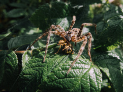 @Spiders And Beetles And Moths, Oh My!