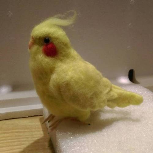 reinechen:#cockatiel #parrot #bird #玄鳳 #鸚鵡 #needlefeltingIt...