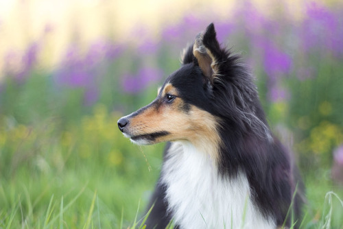 tricolor shelties | Tumblr