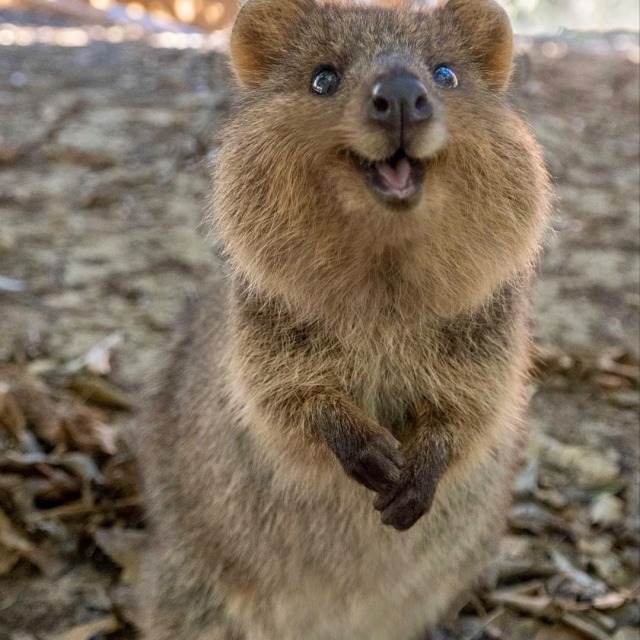 quokkas on Tumblr