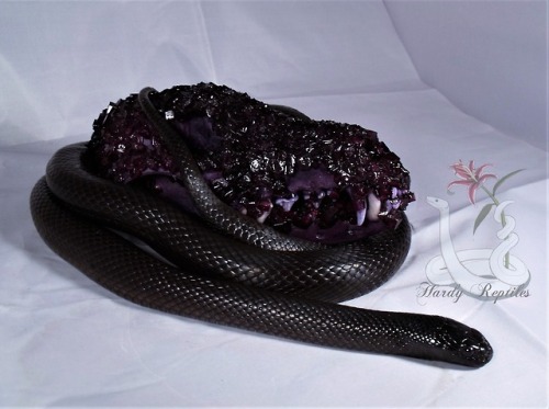 i-m-snek:Grape and licorice~