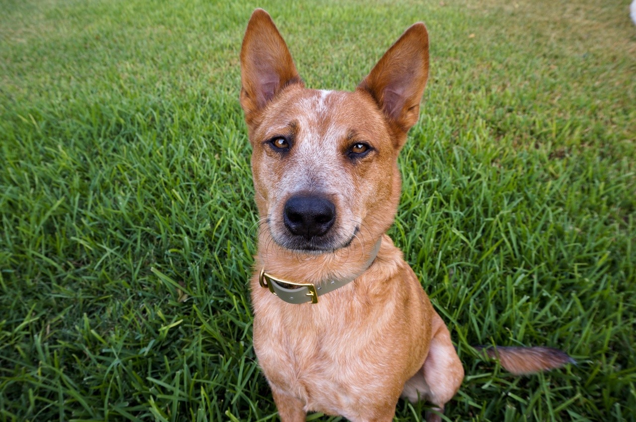 southtexasherder: Eyeliner always on point. - My lovely cute pets