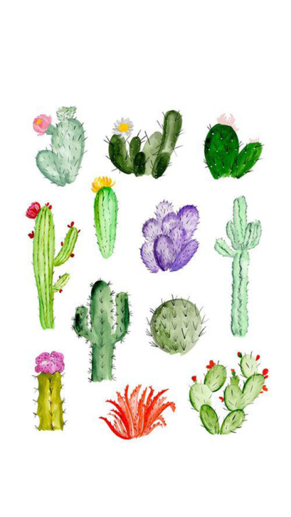 cacti wallpaper  Tumblr 