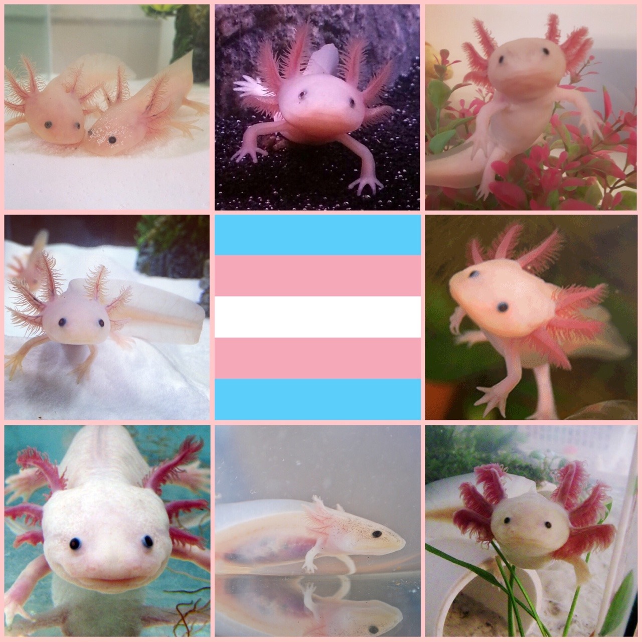 Aesthetic Blog — trans pink axolotl aesthetic for anon -Mod Loki