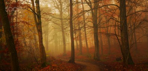 megarah-moon:“Red Forest” byLeif Løndal