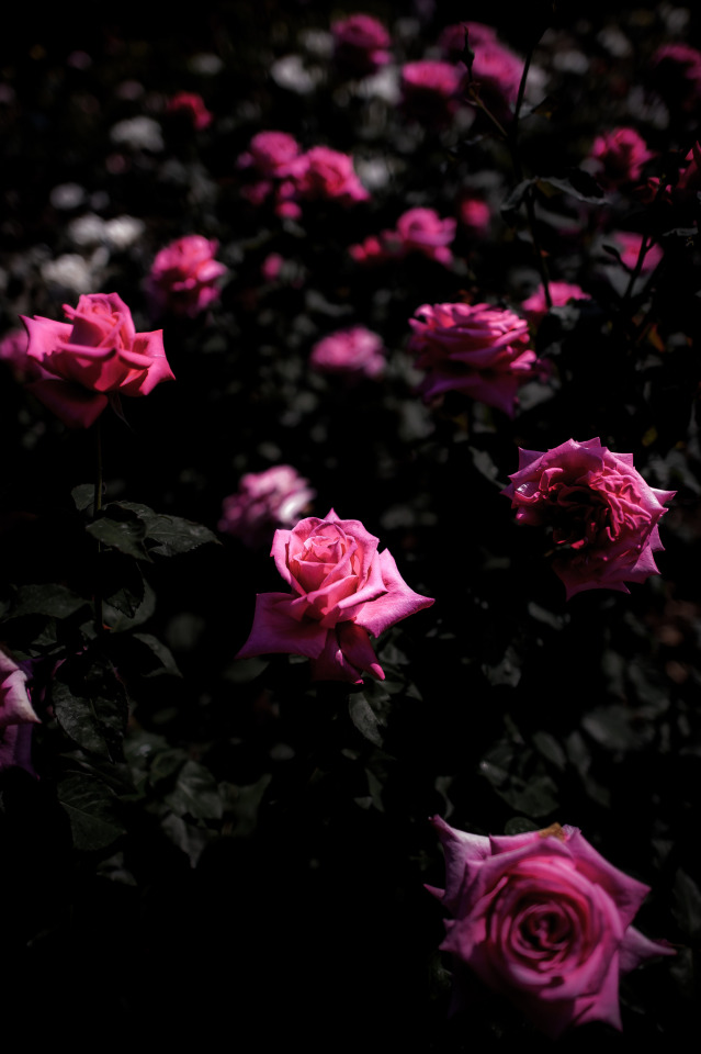 Ponderation — opticcultvre: Roses by TORO*