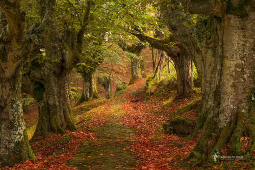 inhasa:lars van de goor - Red Carpet