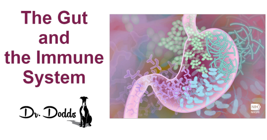 The Interaction between the Gut and the Immune System