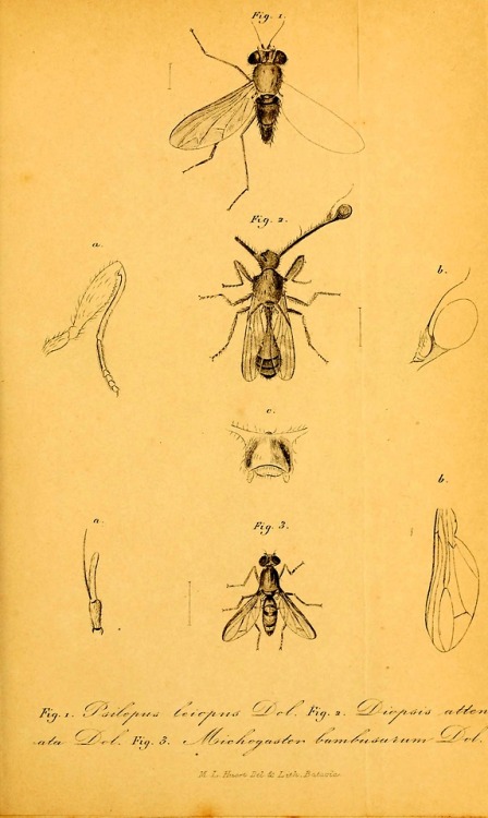 Diptera of the Dutch East Indies and related subjectsBy...