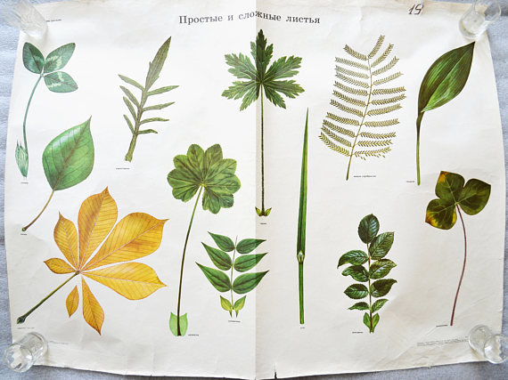 Botanical poster - Leaves, Vintage school chart 1983
Listed on Etsy: http://etsy.me/2v57gys