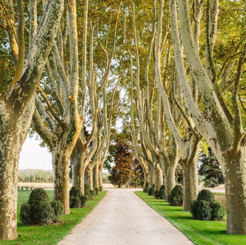 stylishbeauty:Le Mas des Poiriers and 200 year old plane trees...