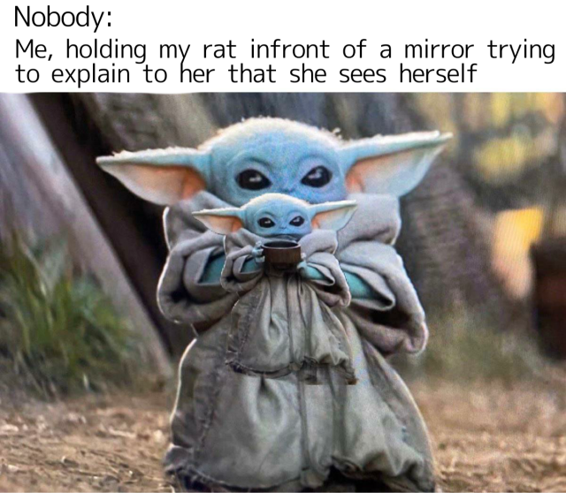 Baby Yoda Meme Tumblr