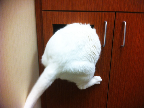 awesome-picz:Cats Who Just Realized You Took Them To The Vet