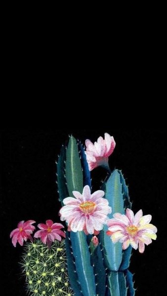 Download 470+ Background Tumblr Cactus HD Terbaik