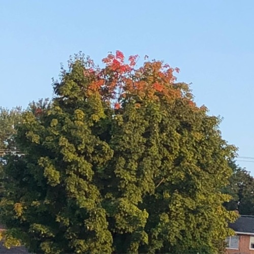 Here we go!! This tree and our neighbor‘s are always the first...