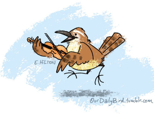 ourdailybird:Happy Wrensday with a Fiddling Wren! He hops as he...