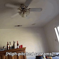 A Potato Flew Around My Room Tumblr