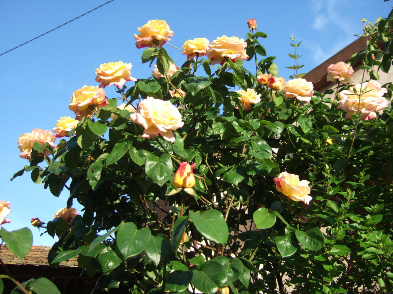 Gardening-jardinage, Rosebush Looks For A Name Soft Colors, Soft