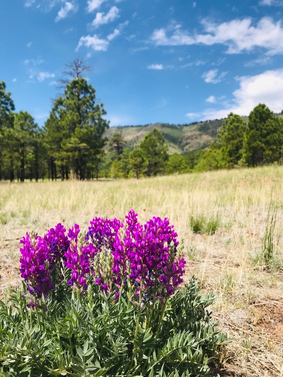 Life in Short Form — July blooms Coconino National Forest Arizona