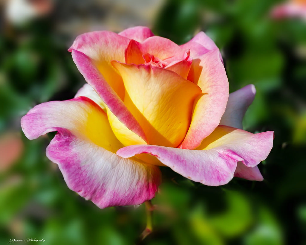 floralls • pinkblumen: { } / Romeesa kureishi