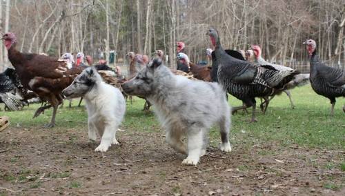 justslowdown:Claire Apple’s working sheltie puppies getting...