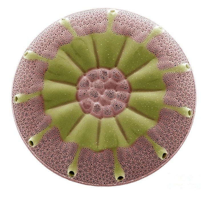 Science Visualized • Steve Gschmeissner Amphora Sp. Diatom Coloured...