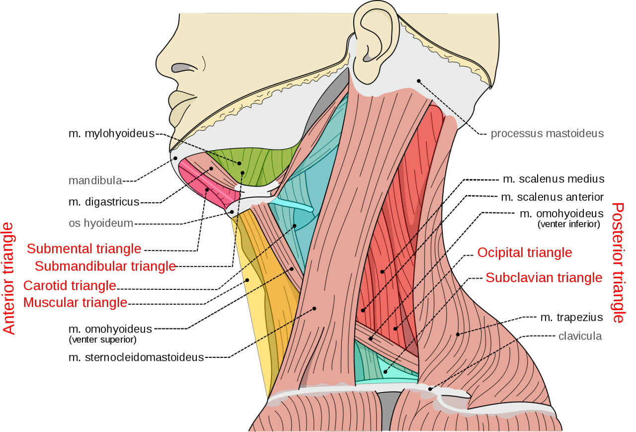 cynical-anatomy-triangles-of-the-neck-nb-the-scalene-muscles-in