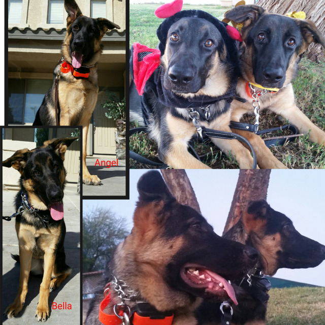 Lorenzo's Dog Training Team — We were all much happier and we began to