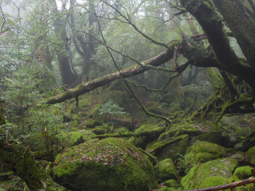 90377:Shiratani Unsuikyo - Yakushima by Obilabilon