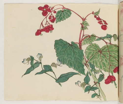 heaveninawildflower:‘Begonia’  (Edo period). Wodblock print...