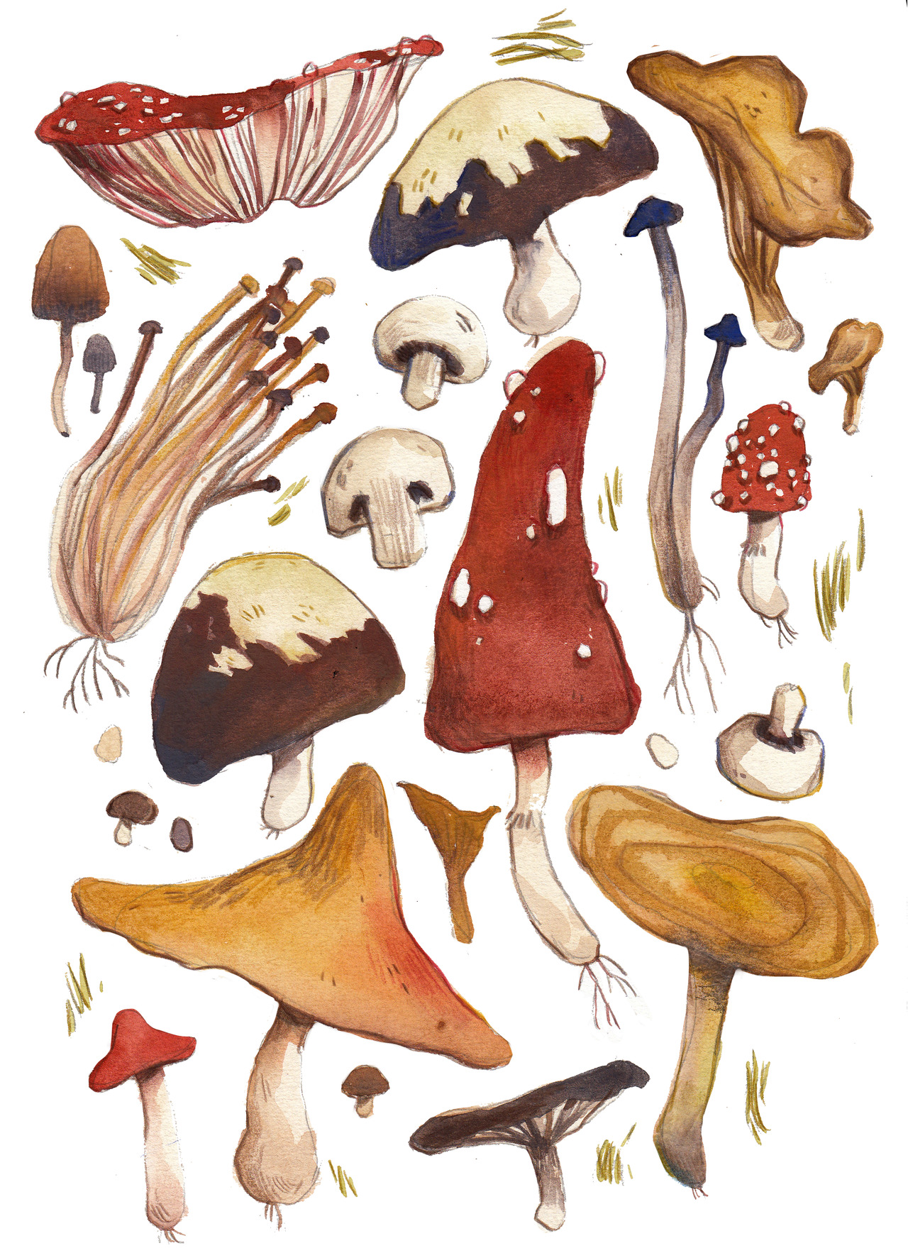 Эстетичные грибы
