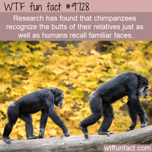 Did You Know? Research has found that chimpanzees recognize the butts of their relatives just as well as humans recall familiar faces. Amazing And Weird Facts