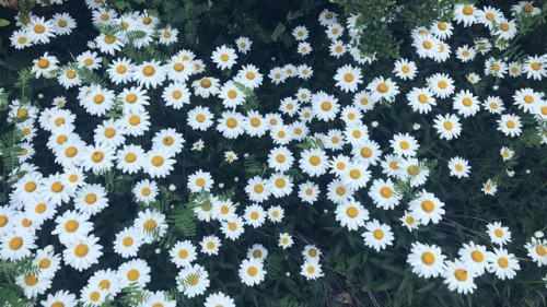 daisy flowers on Tumblr