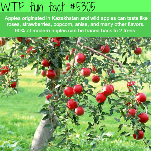 Apples - WTF fun facts