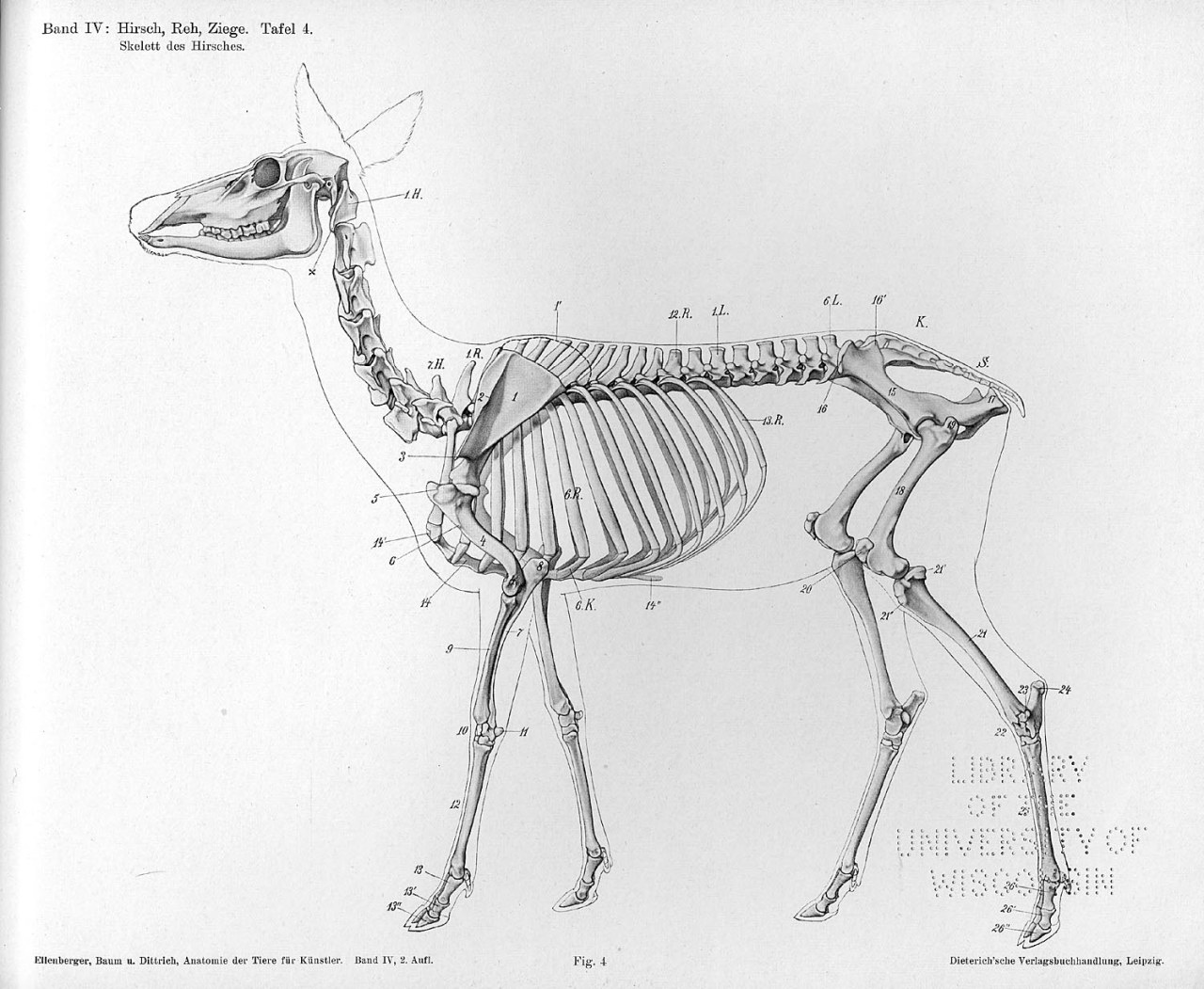 Mule Deer Skeleton 10 - John Muir Laws