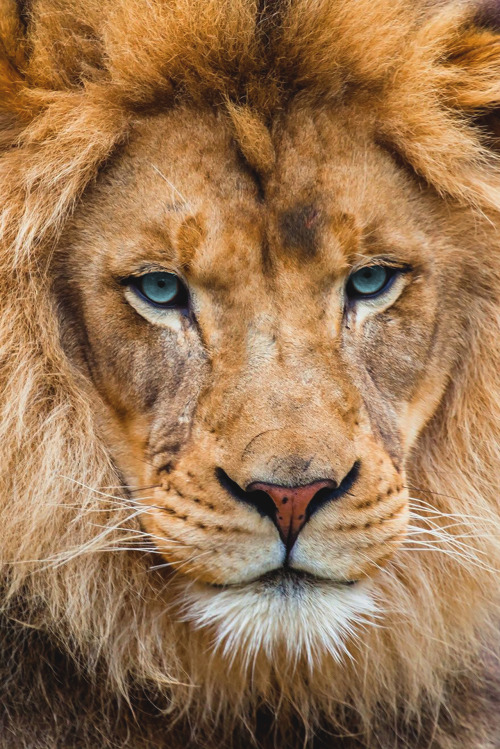 souhailbog:Lion By Sergey Bidun | More