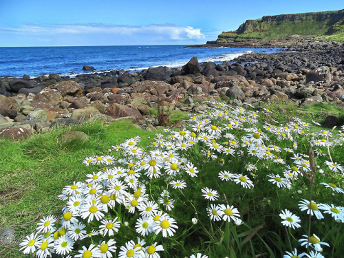 photographers on tumblr daisies basalt geology The Giant& 039;s Causeway seaside seashore seascape Northern Ireland United Kingdom UK
