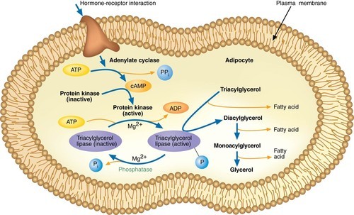 hormone glucagon up calculate acid To sum way products an molecule a to easy from fatty